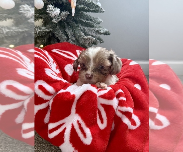 Medium Photo #5 Aussiedoodle Miniature -Shih Tzu Mix Puppy For Sale in MARSHALL, MI, USA