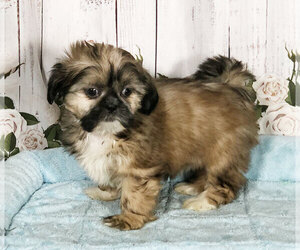 Shih Tzu Puppy for sale in PENNS CREEK, PA, USA