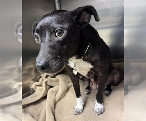 Mutt Dogs for adoption in Oklahoma City, OK, USA