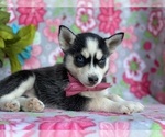 Small Photo #4 Pomsky Puppy For Sale in LANCASTER, PA, USA
