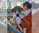 Small Rat Terrier Mix
