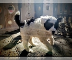 Small Photo #8 Portuguese Water Dog Puppy For Sale in MURFREESBORO, TN, USA