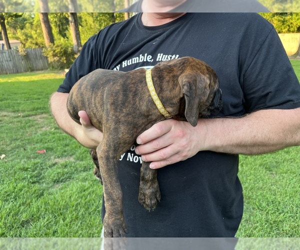 Medium Photo #1 Boxer Puppy For Sale in TEXARKANA, TX, USA