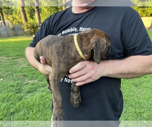 Boxer Puppy for sale in TEXARKANA, TX, USA