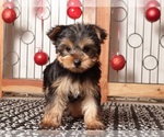 Small #2 Yorkshire Terrier