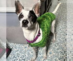 Small #11 Rat Terrier Mix