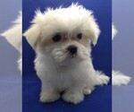 Small Photo #7 Maltese Puppy For Sale in NASHVILLE, NC, USA