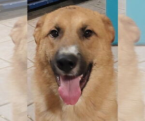 Black Mouth Cur-Golden Retriever Mix Dogs for adoption in Boston, MA, USA