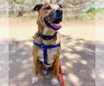 Small #107 Black Mouth Cur-Boxer Mix