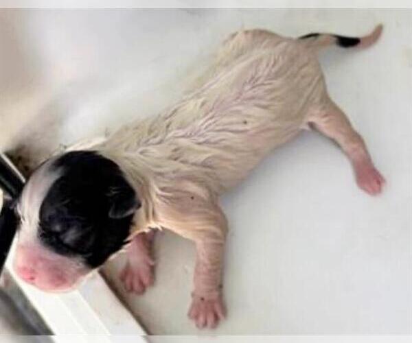 Medium Photo #1 Labrador Retriever-Unknown Mix Puppy For Sale in Houston, TX, USA