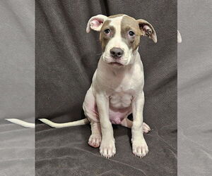 American Pit Bull Terrier Dogs for adoption in Corinth, MS, USA