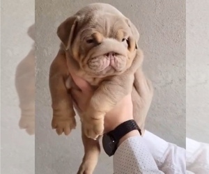 English Bulldog Puppy for Sale in WEST HOLLYWOOD, California USA