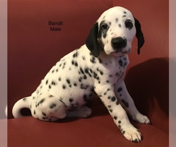Medium Photo #1 Dalmatian Puppy For Sale in GIBSONVILLE, NC, USA