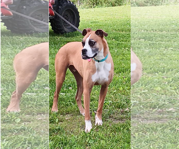 Medium Photo #10 Boxer Puppy For Sale in Burnsville, MN, USA