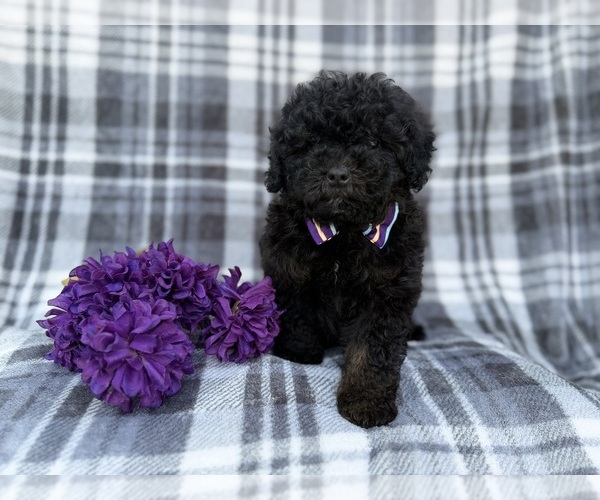 Medium Photo #9 Shih-Poo Puppy For Sale in LAKELAND, FL, USA