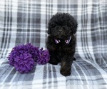 Small #8 Shih-Poo