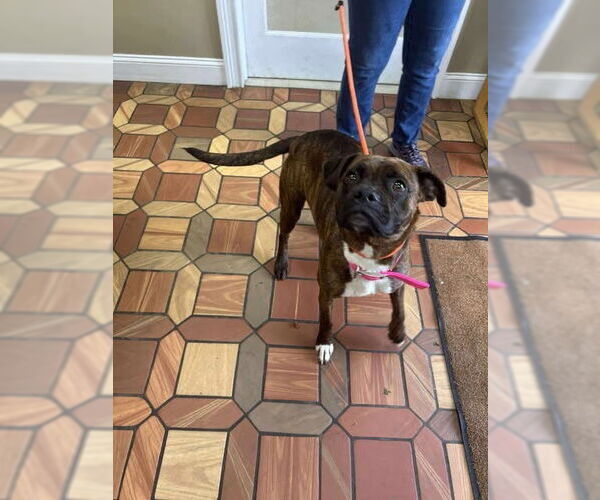 Medium Photo #5 Boxer Puppy For Sale in Dumont, NJ, USA