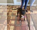 Small #4 Boxer