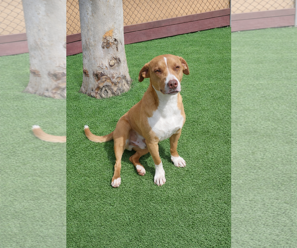 Medium Photo #5 Dachshund-Staffordshire Bull Terrier Mix Puppy For Sale in La Verne, CA, USA