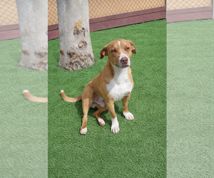 Beck - Male Dachshund-Staffordshire Bull Terrier Mix Dog for Adoption - Photo #5