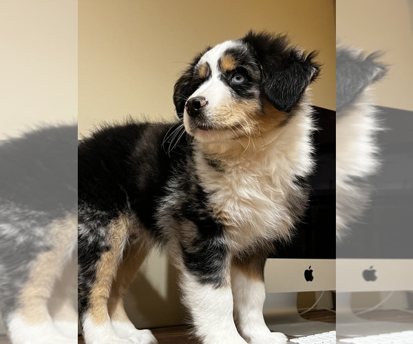 Medium Photo #1 Australian Shepherd Puppy For Sale in WOODSTOCK, IL, USA