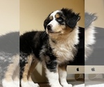 Small Photo #1 Australian Shepherd Puppy For Sale in WOODSTOCK, IL, USA