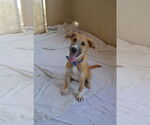 Small #1 Mutt