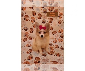 Pomeranian Puppy for sale in CLARKSVILLE, TN, USA
