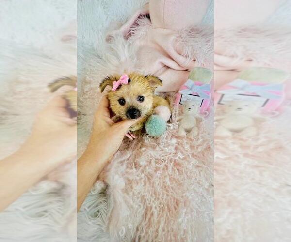 Medium Photo #29 Morkie Puppy For Sale in THONOTOSASSA, FL, USA