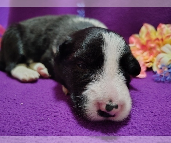 Medium Photo #7 Border Collie Puppy For Sale in NORBORNE, MO, USA