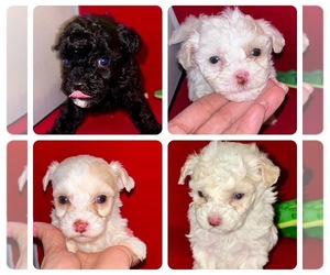 Maltipoo-Poodle (Toy) Mix Puppy for sale in BANGOR, PA, USA