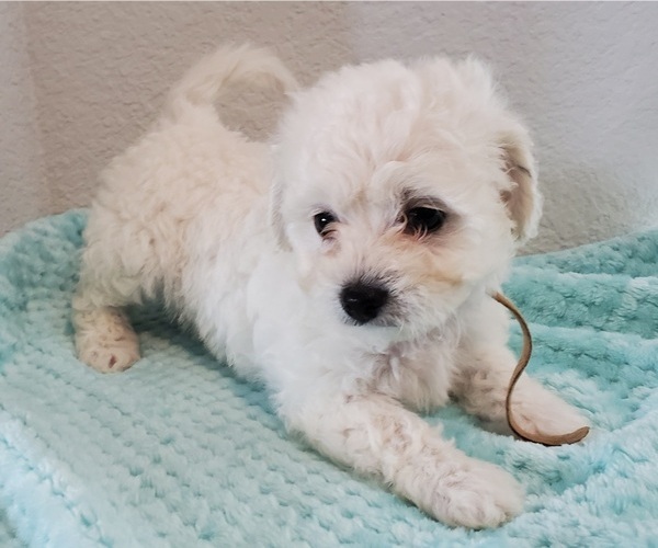 Medium Photo #1 Cavachon Puppy For Sale in BLUE MOUND, TX, USA