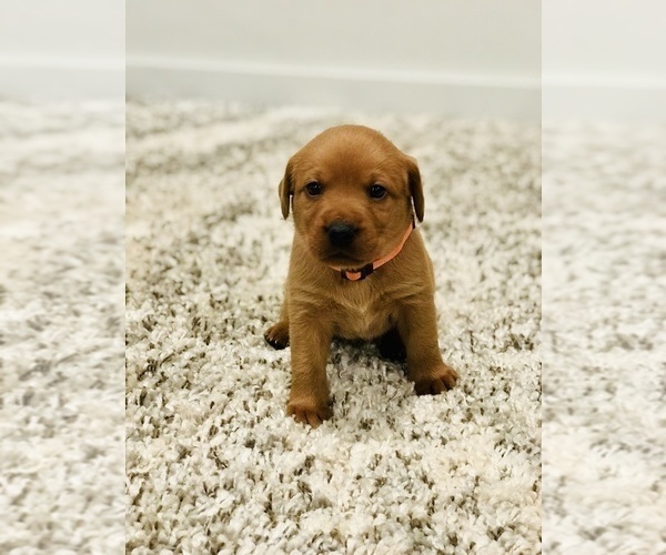Medium Photo #2 Labrador Retriever Puppy For Sale in STEVENS, PA, USA