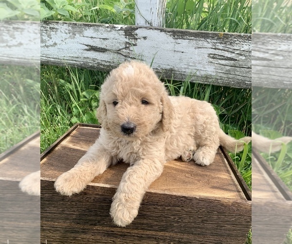 Medium Photo #1 Goldendoodle Puppy For Sale in CONCEPTION JUNCTION, MO, USA