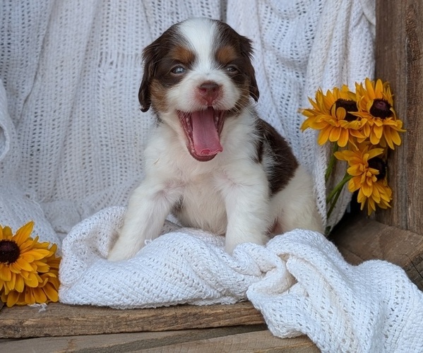 Medium Photo #2 Cock-A-Poo Puppy For Sale in GOSHEN, IN, USA