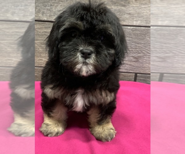 Medium Photo #2 ShihPoo Puppy For Sale in RICHMOND, IL, USA