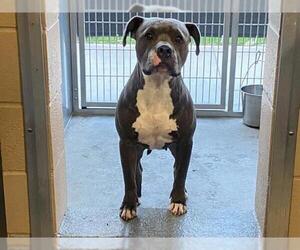 Mutt Dogs for adoption in Orange, CA, USA