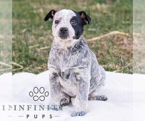 Australian Cattle Dog Puppy for sale in CHAMBERSBURG, PA, USA