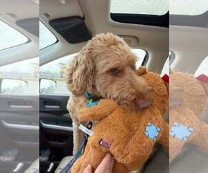 Ravioli - Male Goldendoodle Dog for Adoption - Photo #4