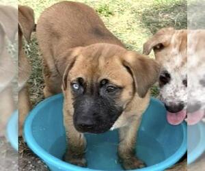 A661506 - Female Boxer Dog for Adoption - Photo #2