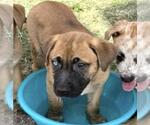 Small Photo #2 Boxer Puppy For Sale in Houston, TX, USA
