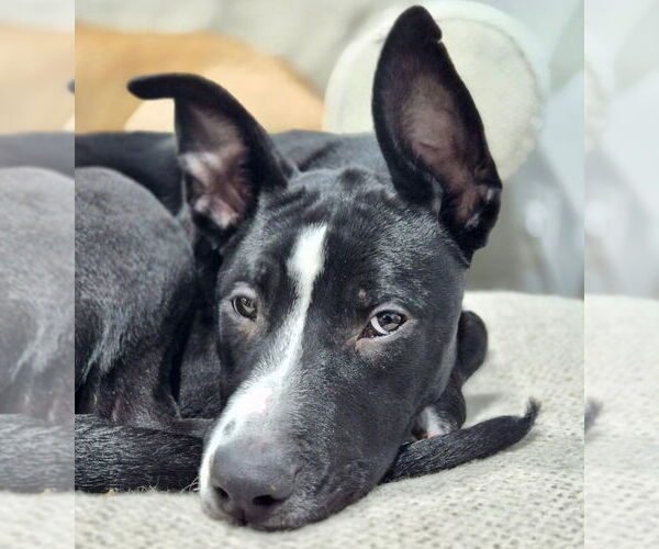 Medium Photo #8 Mutt Puppy For Sale in Canton, CT, USA