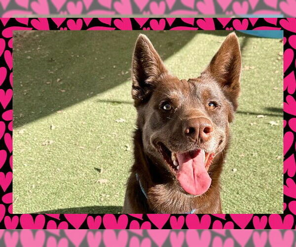 Medium Photo #3 Australian Kelpie Puppy For Sale in Ojai, CA, USA