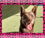 Small #2 Australian Kelpie