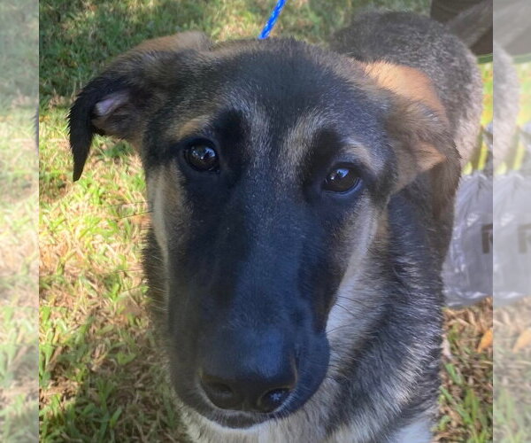 Medium Photo #2 German Shepherd Dog-Unknown Mix Puppy For Sale in Canton, CT, USA