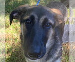 Small Photo #2 German Shepherd Dog-Unknown Mix Puppy For Sale in Canton, CT, USA