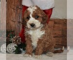 Small Photo #1 Cavapoo-Poodle (Miniature) Mix Puppy For Sale in NEWPORT, PA, USA