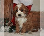 Small Cavapoo-Poodle (Miniature) Mix