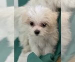 Small Photo #5 Maltese Puppy For Sale in NEWPORT BEACH, CA, USA