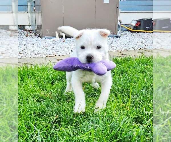 Medium Photo #2 Rus-A-Pei Puppy For Sale in Fultonham, NY, USA